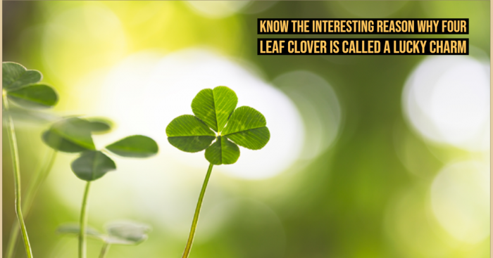 The Science Behind Why Four Leaf Clover is Known as a Lucky Charm