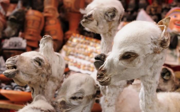 The Witches’ Market | Bolivia’s Tourist Attraction That Sells Bizarre Herbs
