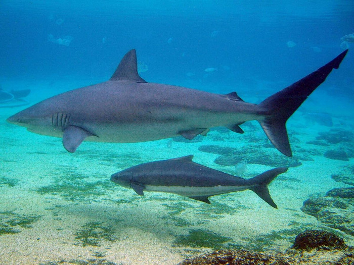 These 12 Awe-Inspiring Pictures Of Great White Shark & Pup Will Melt Your Heart