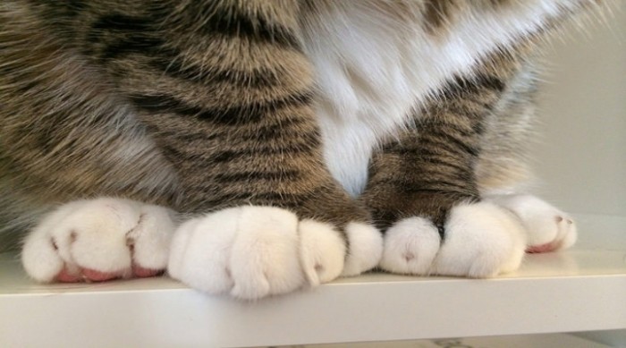 These 6 Toed Hemingway Cats Are Here To Save The Day