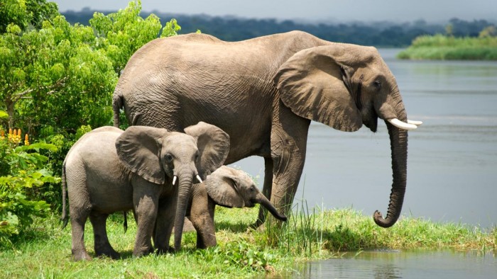 These Animals Aren’t Vulnerable to Cancer! Here’s Why