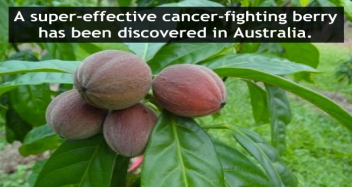 This Berry has around 75% Success Rate to Cure Cancer