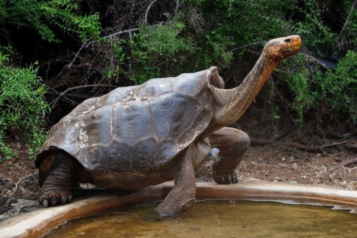 This Horny Tortoise Saved His Species From Extinction