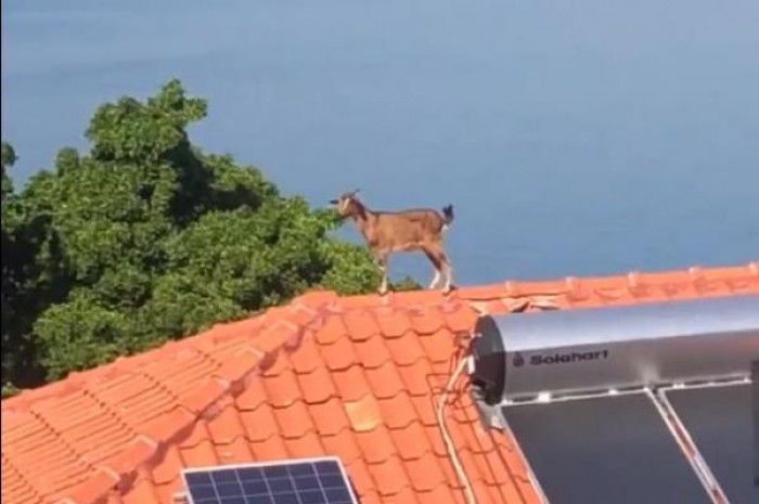 This Random Goat on a Multi-Million Dollar Mansion’s Rooftop is All of Us During An Existential Crisis
