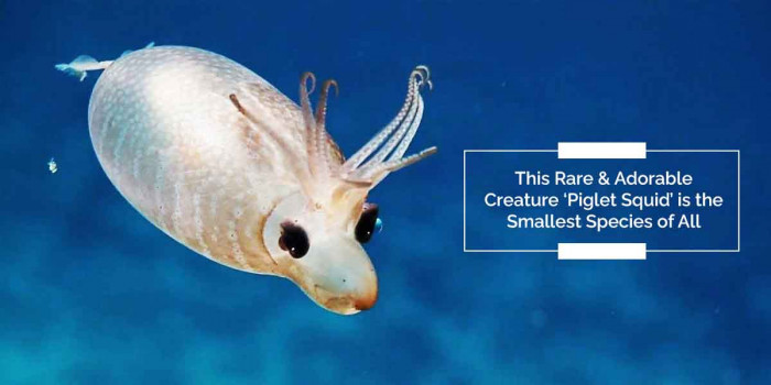 This Rare Piglet Squid is Just Adorable and Cuter Than the Real Piglet
