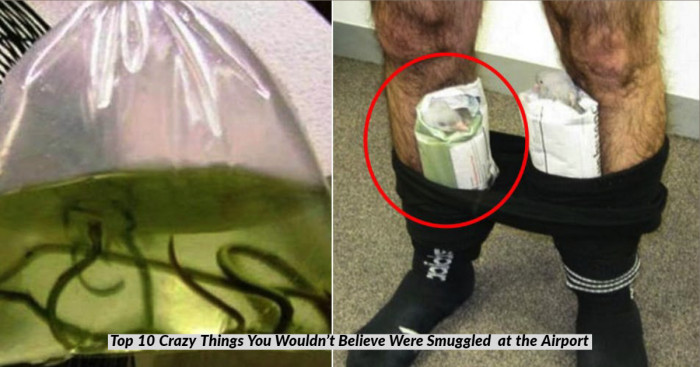 Top 10 Crazy Things You Wouldn’t Believe Were Smuggled at the Airport