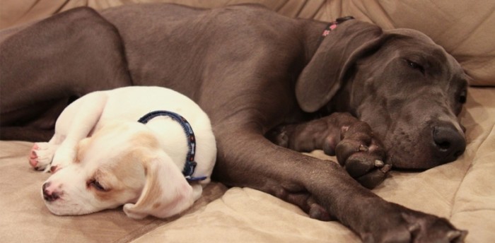 Top 10 Dog Napping Images - See What Happened next