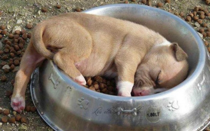 Top 10 Lazy Dogs For Lazy People