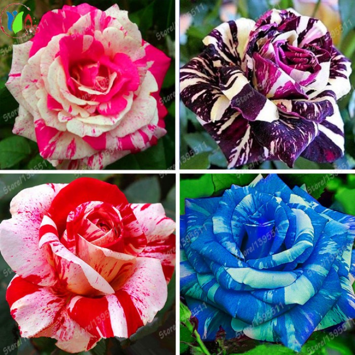 Top 5 Rare Roses From Around The World