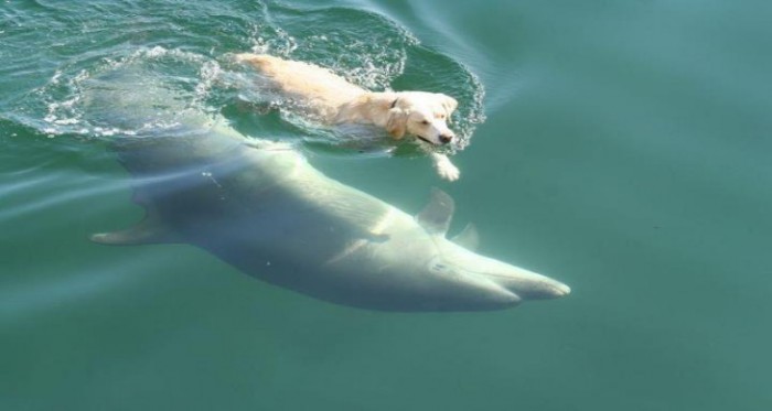 Watch! There's something Unusual Thing to Learn From Dolphin and Dog Friendship