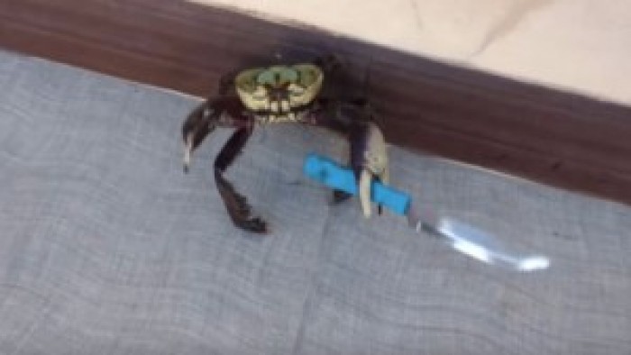 Watch the Gangster Crab Holding A Sharp Knife For its Defense