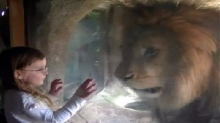 Watch the Lion React to A Kiss by Little Girl!