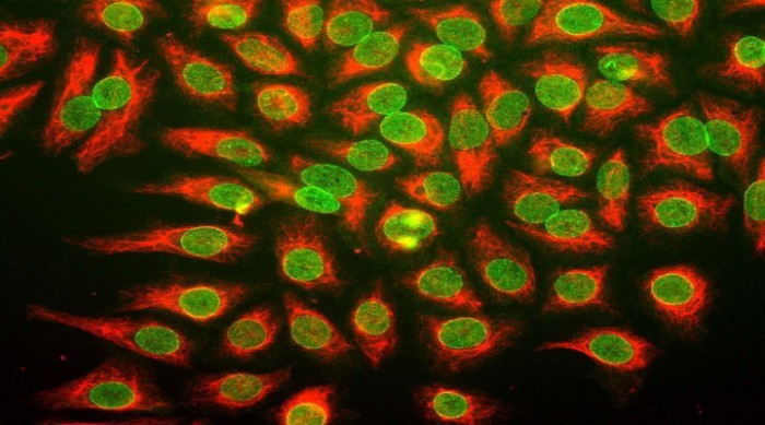 What Are Immortal Cells (HeLa Cells) & Why Are They Important?