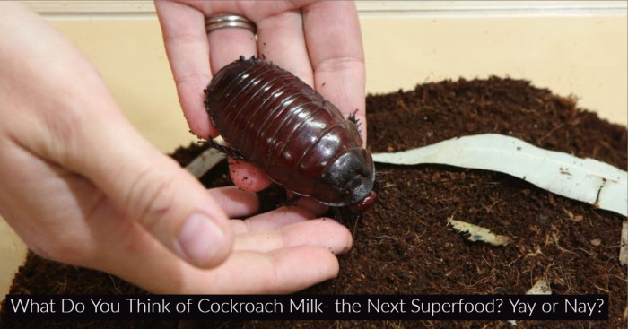 What Do You Think of Cockroach Milk- the Next Superfood? Yay or Nay?