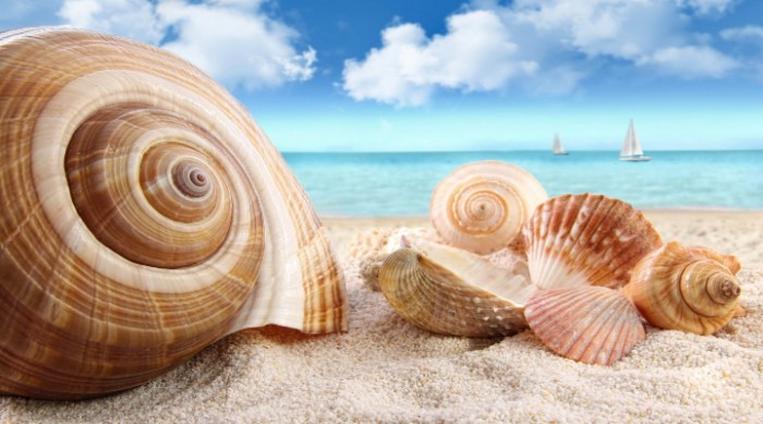 Where Do Elaborately Patterned Seashells Come From?