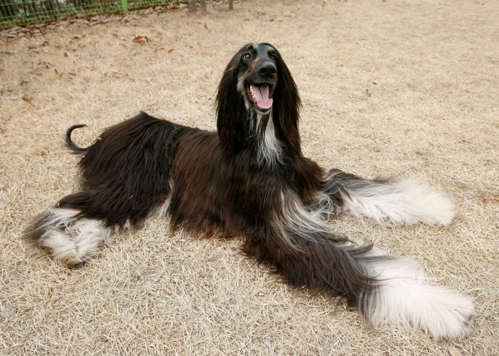 The World’s First Cloned Dog ‘Snuppy’ Who Featured on TIME Magazine’s Cover