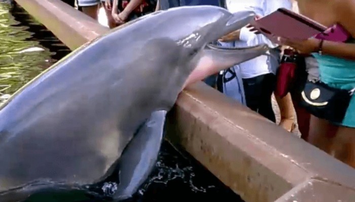  Watch How This Mischievous Dolphin Grabbed an iPad From a Visitor – Video