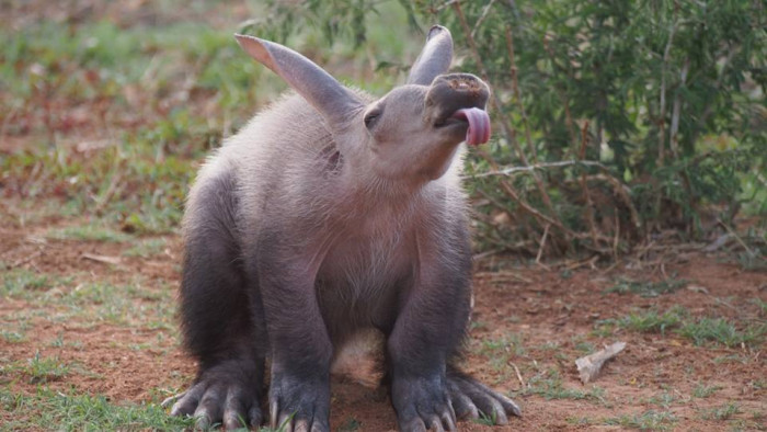 Bizzare OR Adorable? These Picture of Aardvark Will Leave You Tongue