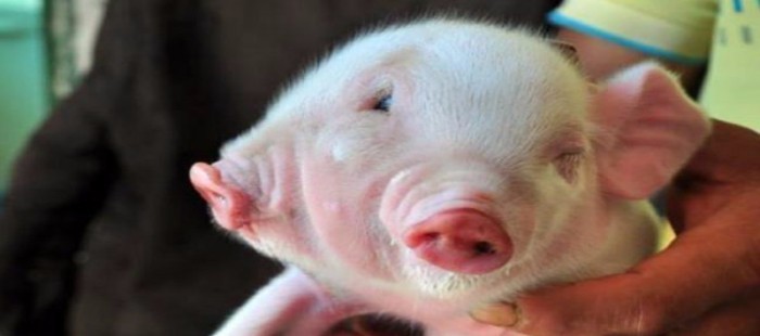 दो मुँह वाले बेबी-सूअर को इस आदमी के रूप में मिला जीवन रक्षक