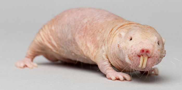 10 Weirdest Things You Should Know About Hairless Mole Rat