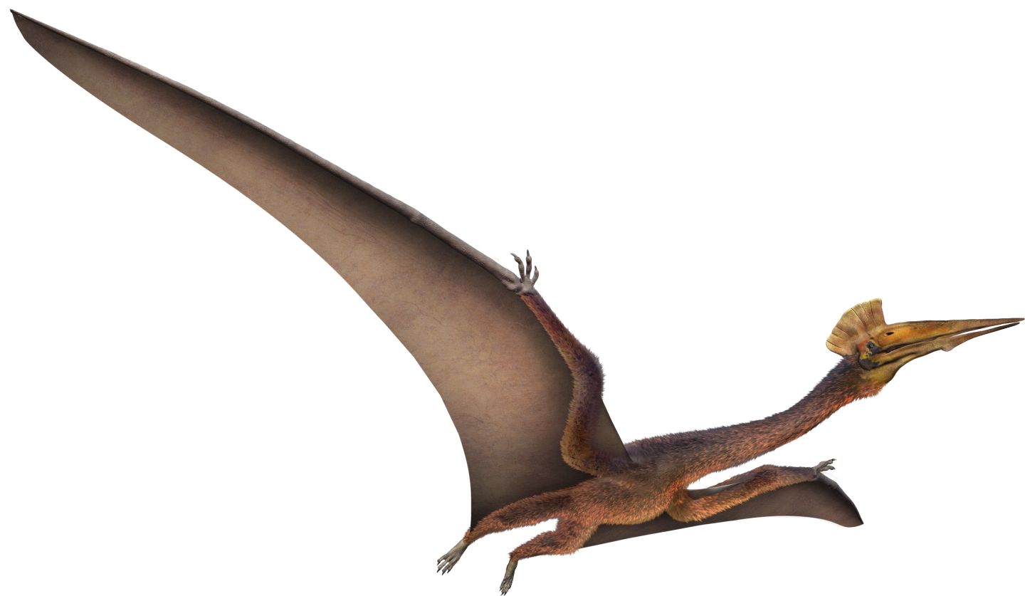 6) When Did The Quetzalcoatlus Went Extinct? 