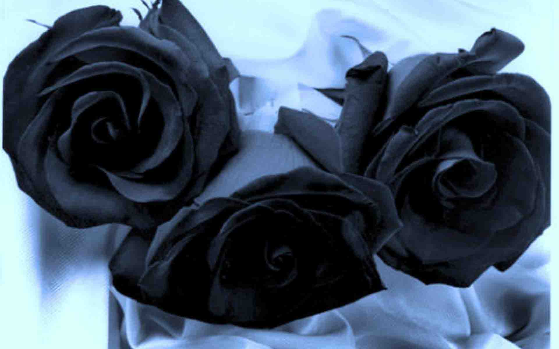 Картинки черных цветов. Черные и белые розы. Два цветка чёрный и белый. Три черных розы. Траурные цветы.